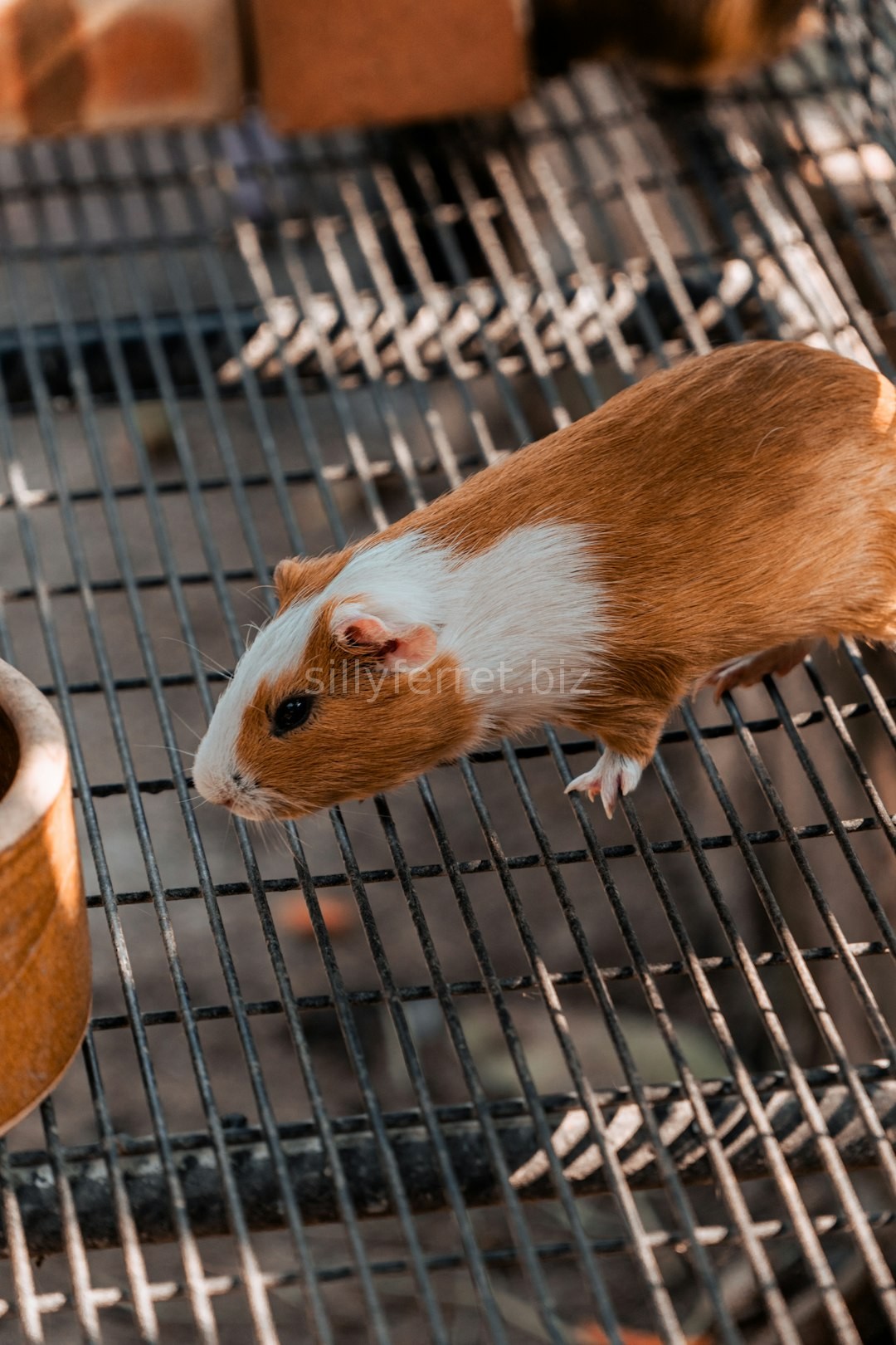 Pet 1