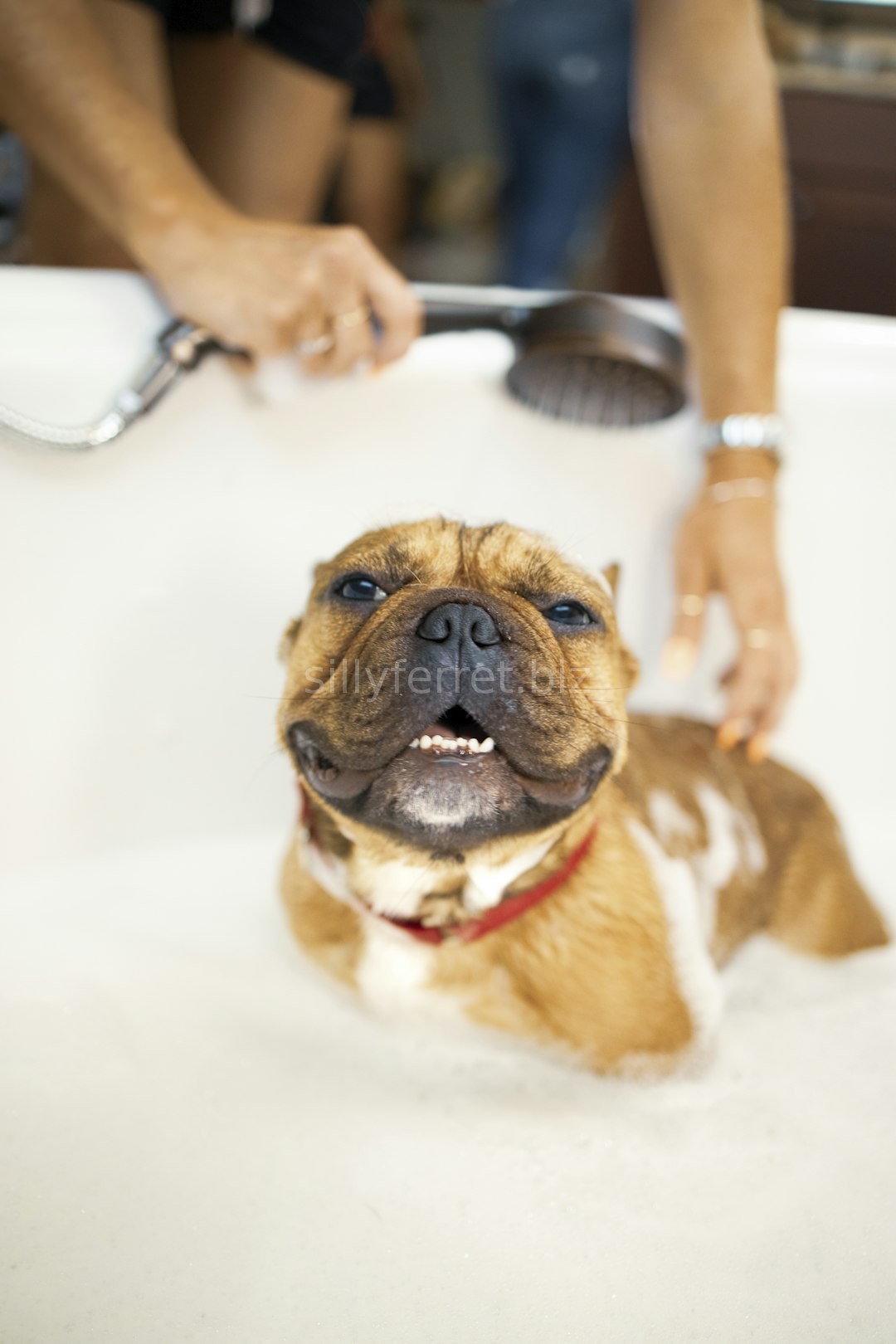 Full Grooming