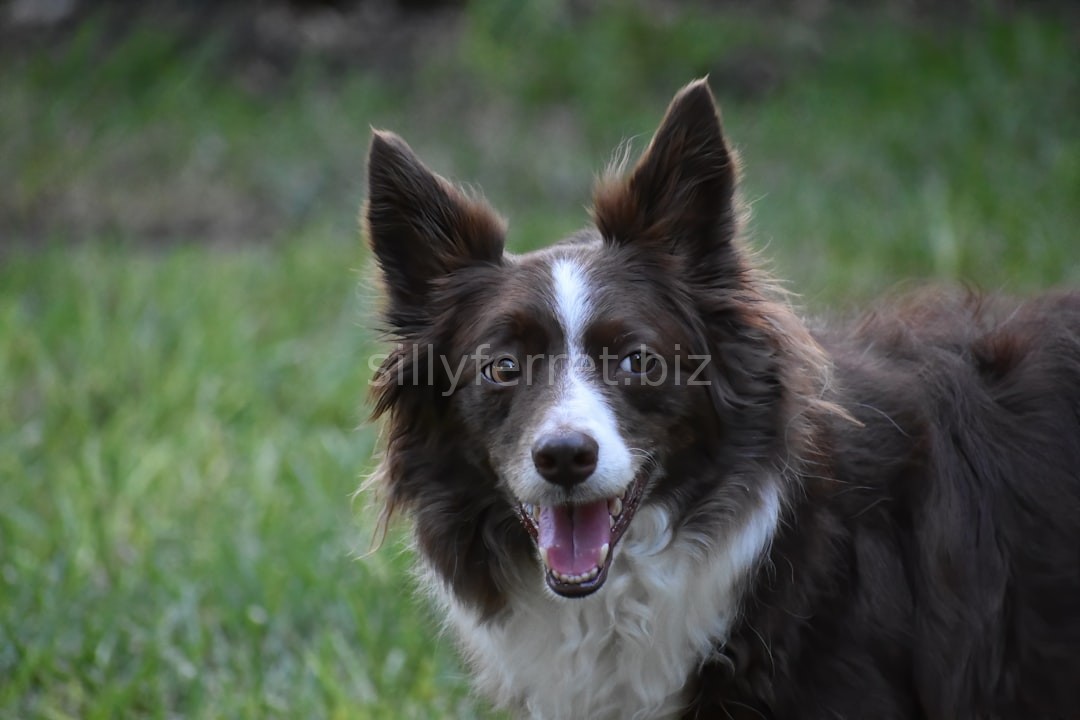 Pet Detail
